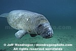 West Indian Manatee images