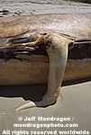 Blue Whale photos