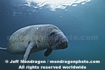 West Indian Manatee pictures