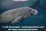West Indian Manatee photos