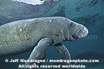 West Indian Manatee pictures