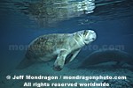 West Indian Manatee pictures