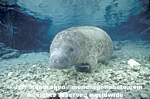 West Indian Manatee images