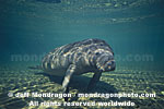 West Indian Manatee pictures