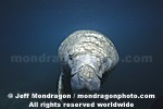 West Indian Manatee images
