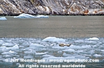 Harbor Seal on Iceberg photos