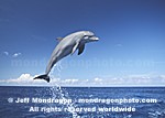Bottlenose Dolphin pictures