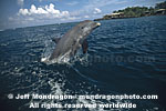 Bottlenose Dolphin photos