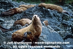 Steller Sea Lion photos