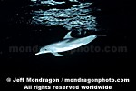 Spotted Dolphin photos