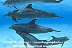 Spotted Dolphins photos