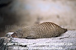 Banded Mongoose images