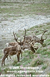 Caribou pictures