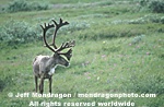 Caribou photos