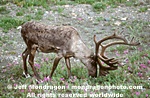 Caribou photos