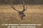 Bull Elk photos