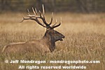 Bull Elk images