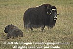 Musk Ox images
