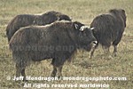 Musk Ox pictures