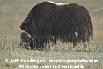 Musk Ox pictures