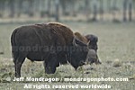 Wood Bison pictures