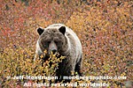 Grizzly Bear images