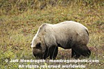 Grizzly Bear pictures