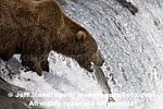 Brown (Grizzly) Bear pictures