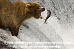 Brown (Grizzly) Bear photos