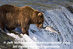 Brown (Grizzly) Bear pictures
