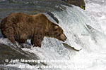 Brown (Grizzly) Bear pictures