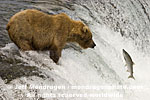Brown (Grizzly) Bear images