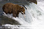 Brown (Grizzly) Bear images