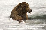 Brown (Grizzly) Bear pictures