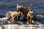 Brown (Grizzly) Bear Sow pictures