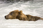 Brown (Grizzly) Bear pictures
