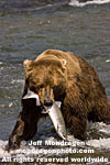 Brown (Grizzly) Bear photos