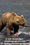 Brown (Grizzly) Bear pictures