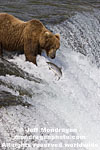 Brown (Grizzly) Bear images