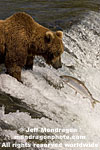 Brown (Grizzly) Bear pictures