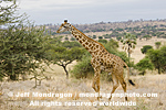 Masai Giraffe pictures