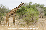 Masai Giraffe images