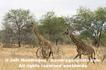 Masai Giraffe photos