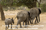 African elephants pictures