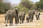 African elephants pictures