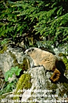 Hoary Marmot images