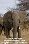African elephant images