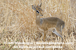dik-dik photos