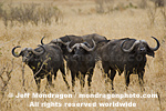 African Buffalo or Cape Buffalo  images