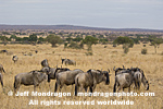 Blue Wildebeest photos